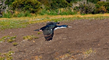 Cormorant does a flyover of Penguin Island