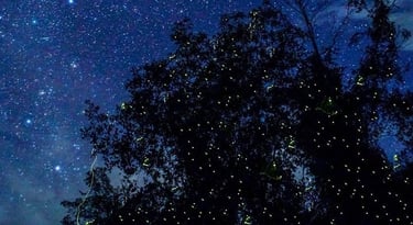 Firefly watching Puerto Princesa Palawan