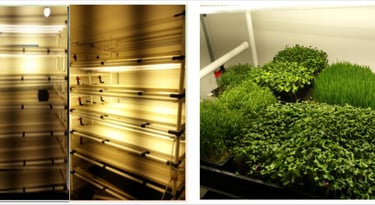 Indoor vertical farming setup featuring hydroponic trays with microgreens and wheatgrass under LED grow lights.