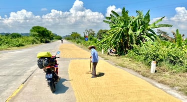Sun drying rice