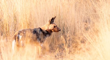 safari, lycaon dans la savane