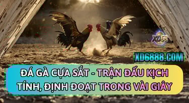 Cá cược đá gà cựa sắt xd68 kịch tính