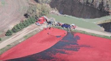 Récolte d'un bassin de canneberges