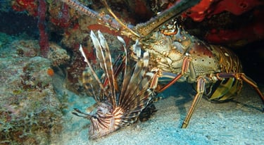 Langouste des Caraïbes se nourrissant d’un poisson-lion restitué à l’écosystème récifal