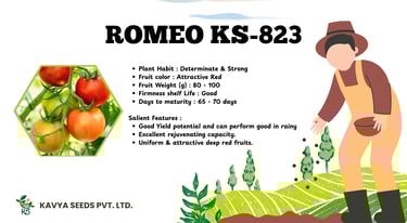 Romeo KS-823 tomato seeds advertisement featuring plant specifications and a farmer illustration.