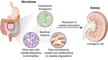 microbiome kidney axis