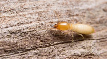 Termite on wood