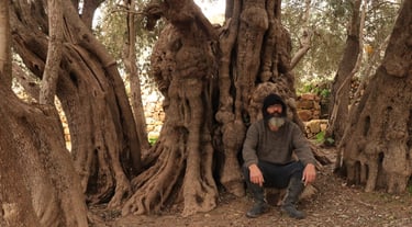 Help to save the roots of Palestine with you donations