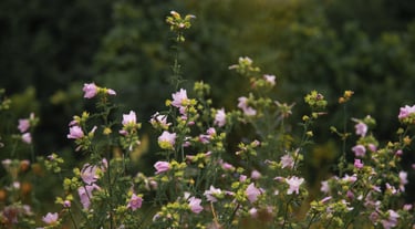  flowered plant 
