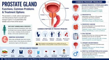 Doctor explaining prostate gland anatomy and common prostate health problems in men.