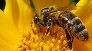 tarif pour enlever essain d'abeilles, comment se débarasser d'un nid d'abeille, désinsectiseur drôme