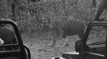 A wild Bengal tiger walking past safari vehicles during a forest wildlife tour.