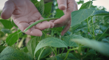 reportage, haricots verts, mains, vidéo