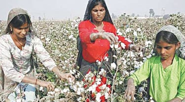 cotton collecting labor