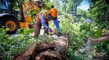 tree service in hampton, virginia
