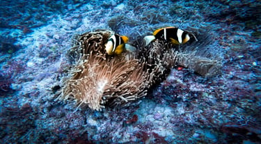 Two black and yellow Clark's anemonefish swimming among the tentacles of a sea anemone on a coral reef.