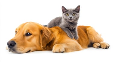 Un chien avec un chat couché dessus