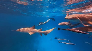 Nurse Shark Snorkelling in Maldives