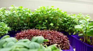 a picture of Early Greens microgreens nursery produce