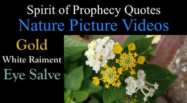 Nature Picture Videos