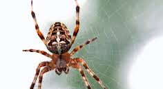 Spider Pest Control Service