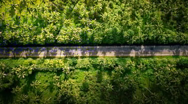 a car driving down a road with palm trees