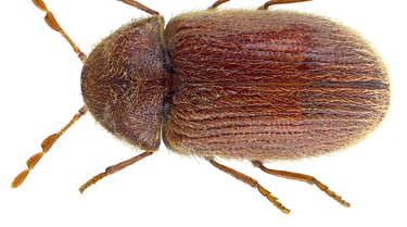 BROWN BEETLES PEST CONTROL SERVICE