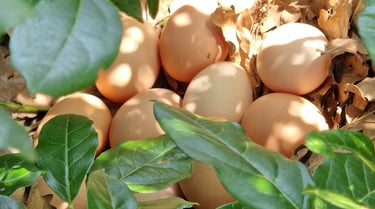 Œufs frais de nos poules à la ferme gourmande