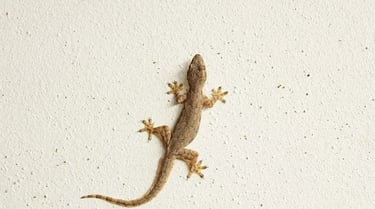 Lizard Pest Control Service