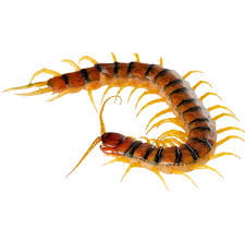 CENTIPEDE PEST CONTROL SERVICE