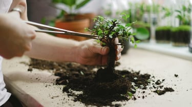 Houseplant being pruned