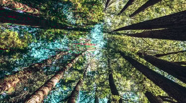 Picture looking up a tall, green trees