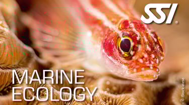 a fish fish in a coral reef with the words marine life magazine