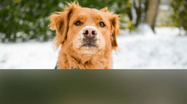 dogAdvisor | dogadvisor | dog advisor | dogAdvisor.dog