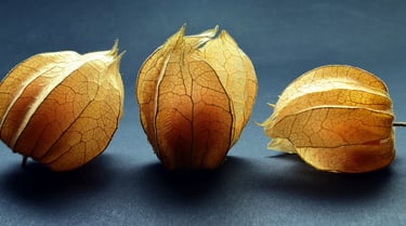 three physalises