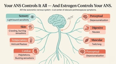 Infographic showing how the autonomic nervous system connects to eight categories of obscure perimenopause symptoms