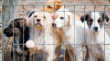 Plusieurs chiots derrière les barreaux dans un refuge pour animaux