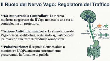 ruolo del ervo vago