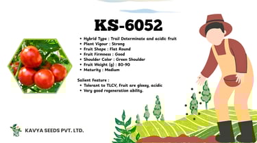 Kavya Seeds KS-6052 hybrid tomato seeds product information featuring fresh red tomatoes and plant specifications.