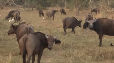 Sarakawa Wildlife Park in Togo