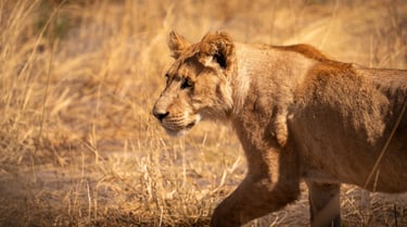 un jeune lion dans la savane du Botswana en safari