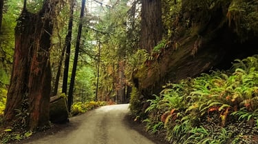 A winding dirt road through a lush redwood forest with giant trees and green ferns.