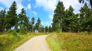 A scenic hiking trail winding through green trees under a bright blue sky