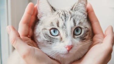 Soins énergétiques et médecine douce pour ton animal