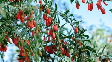 goji