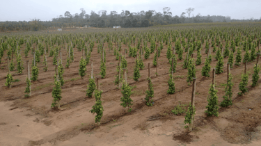 Plantação usando tocos de eucalipto tratado - imader
