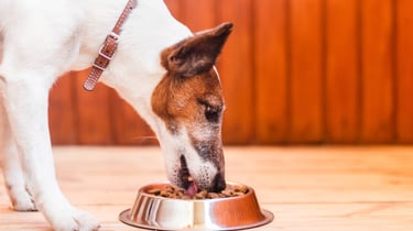 a dog is eating food out of a bowl