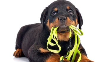 a puppy dog with a leash in its mouth