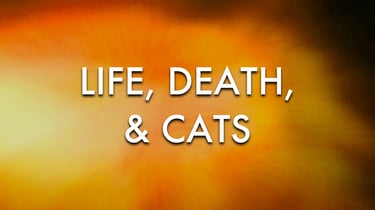 Life Death and Cats