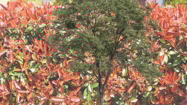 Taille et élagage franck-rénovation